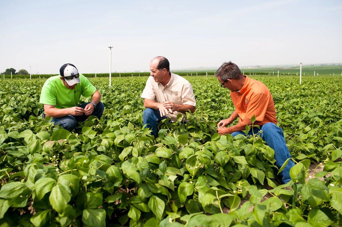 The Foster’s team smiling while sorting green beans