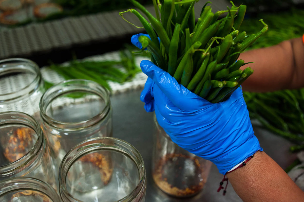 Blue-gloved hands gathering fresh green beans beside glass jars